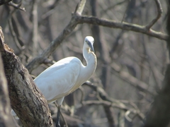 Egretta garzetta