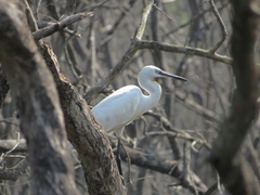 Egretta garzetta