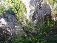 Phymaspermum trifidum