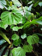 Begonia convolvulacea