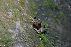 Kurixalus berylliniris