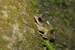 Kurixalus berylliniris