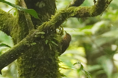 Premnoplex brunnescens