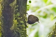 Premnoplex brunnescens