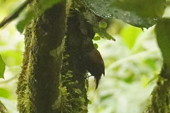 Premnoplex brunnescens