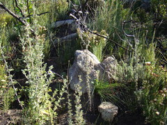 Phymaspermum trifidum