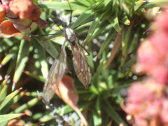 Ischnotoma rubroabdominalis