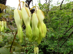 Ichtyoselmis macrantha