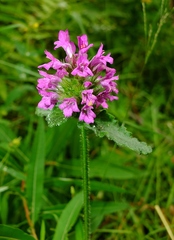 Betonica hirsuta