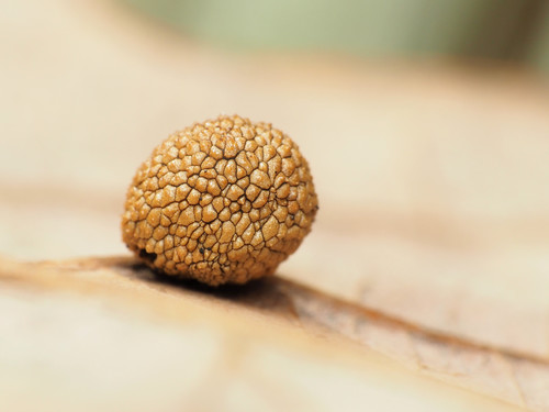 Jewel Oak Gall Wasp photo 5