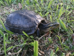 Cuora amboinensis couro