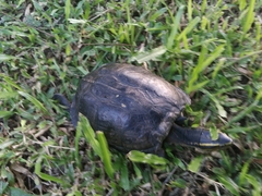 Cuora amboinensis couro