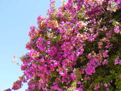 Bougainvillea
