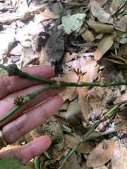 Palicourea axillaris