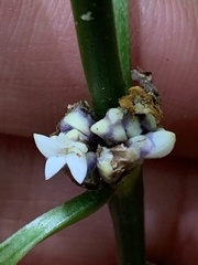 Palicourea axillaris