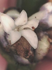 Palicourea axillaris