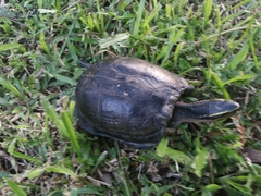 Cuora amboinensis couro