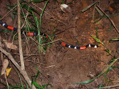 Micrurus lemniscatus helleri