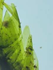 Fontinalis hypnoides