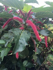 Acalypha hispida