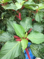 Acalypha hispida