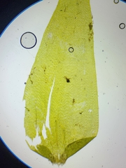 Fontinalis hypnoides