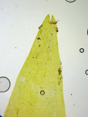 Fontinalis hypnoides