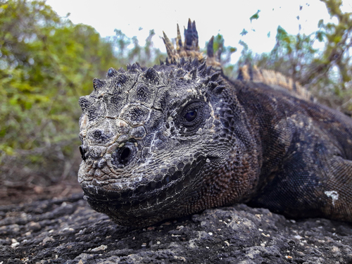 Godzilla Marine Iguana (Subspecies Amblyrhynchus cristatus godzilla ...