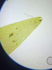 Fontinalis hypnoides