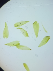 Fontinalis hypnoides