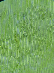 Fontinalis hypnoides