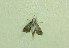 Callionima grisescens