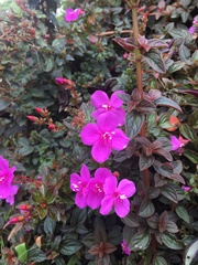 Melastoma sanguineum
