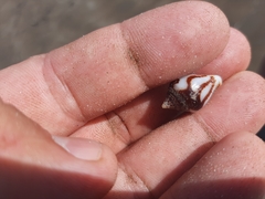 Columbella strombiformis