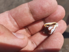 Columbella strombiformis