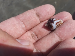 Columbella strombiformis