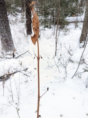 Lonicera involucrata