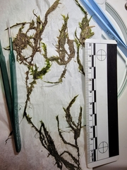 Fontinalis hypnoides