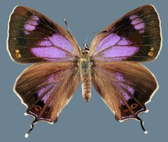 Hypaurotis crysalus citima