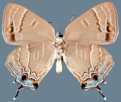 Hypaurotis crysalus citima