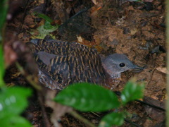 Crypturellus variegatus