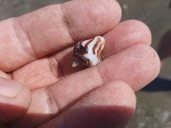 Columbella strombiformis