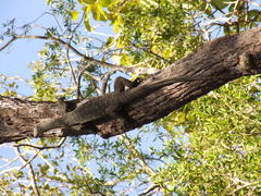 Varanus panoptes