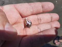 Columbella strombiformis