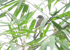 Chlorocichla simplex