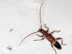 Coptocercus aberrans