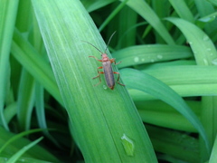 Cantharis soeulensis