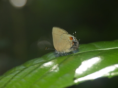 Arumecla aruma