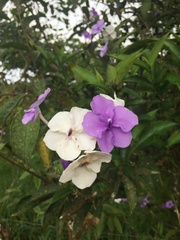 Brunfelsia grandiflora