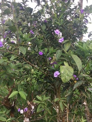 Brunfelsia grandiflora